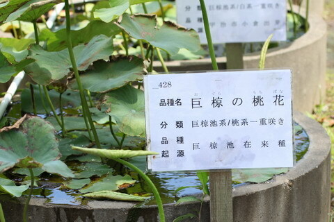 地図を表示