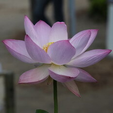 巨椋の桃花
