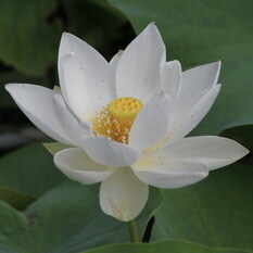 輪王蓮