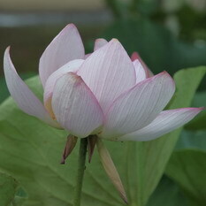 請所