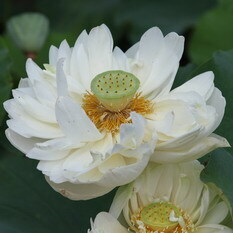 中山白蓮
