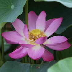 紅蓮