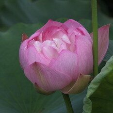 青菱紅蓮
