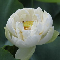 大碧蓮