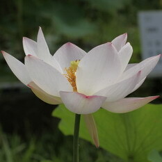 粉娃蓮