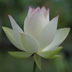 小金鳳