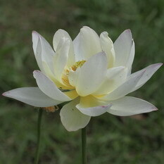 小三色蓮