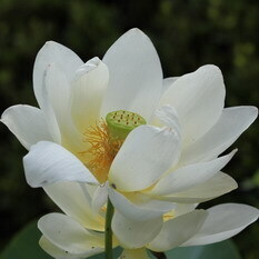 龍飛