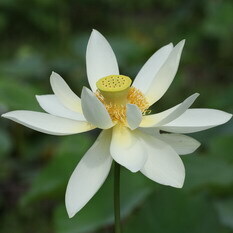 翠華