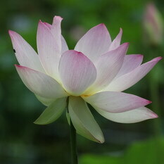 金糸蓮