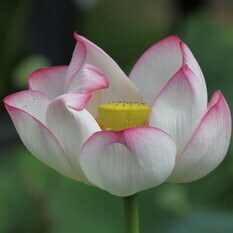 精華
