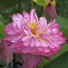 紅重台蓮