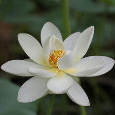一点紅藕