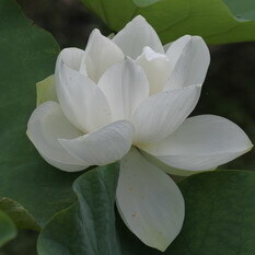 崖城藕