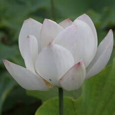 大青楷