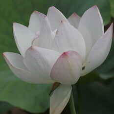 矮寸三蓮