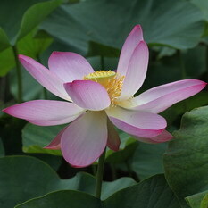 利根の蓮