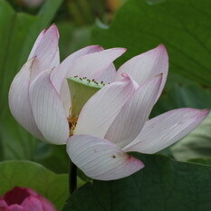 原始蓮