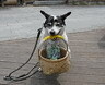 買物犬 さらに25をクリック