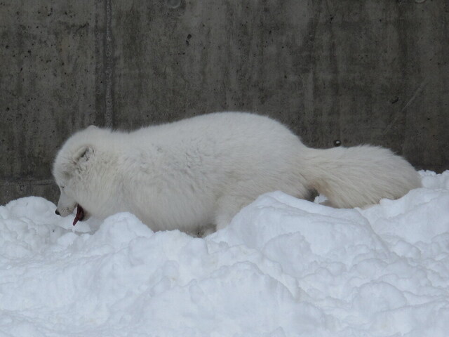 クリックすると拡大